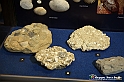 VBS_9037 - Museo Paleontologico - Asti